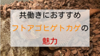 共働き夫婦でも飼えるおすすめのペット｜フトアゴヒゲトカゲの魅力と癒し効果